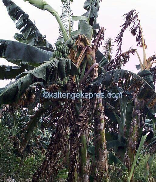 50 Hektar Lahan Pisang Kepok Diserang Fusarium