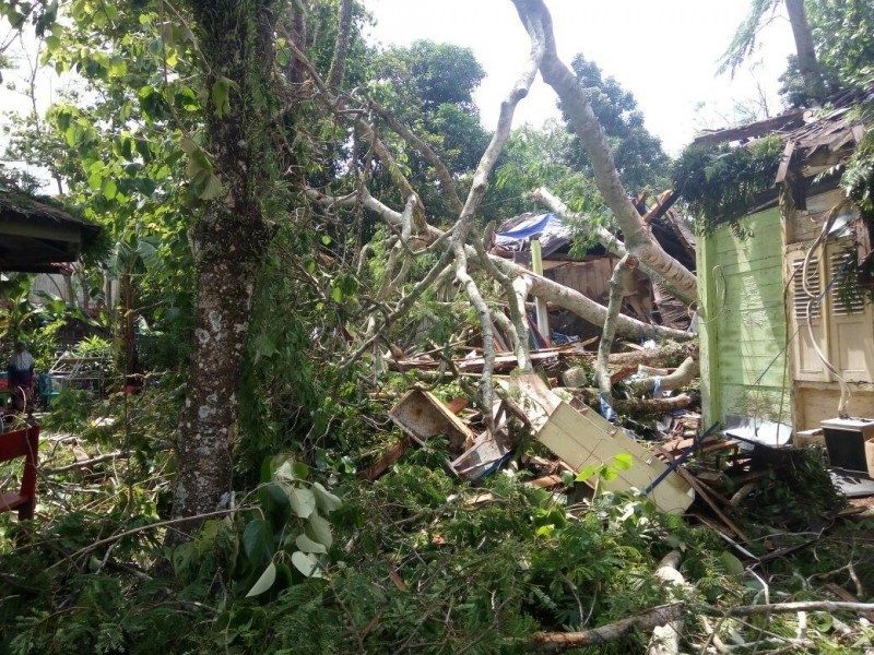 Pohon Tumbang di Kotim, Nyaris Menelan Korban Jiwa