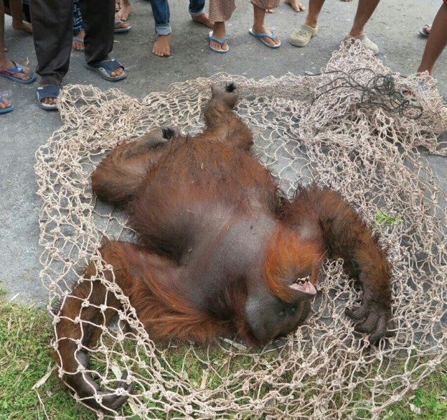 Merusak Kebun Warga, BKSDA Pangkalan Bun Evakuasi Orangutan Berbobot 80 Kg