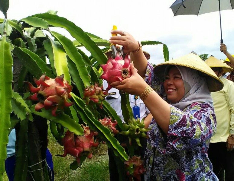 Bupati Panen Buah Naga Hasil Budidaya Poktan Margotani