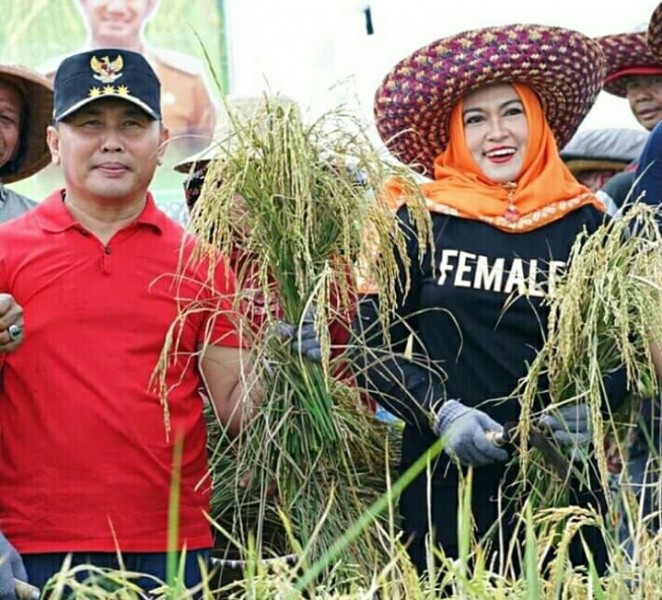 Gubernur Kalteng Sugianto Sabran didampingi Wakil Walikota Umi Mastikah saat memanen padi di lahan rawa Kelurahan Tanjung Pinang Pahandut Minggu (3/11/2019). 