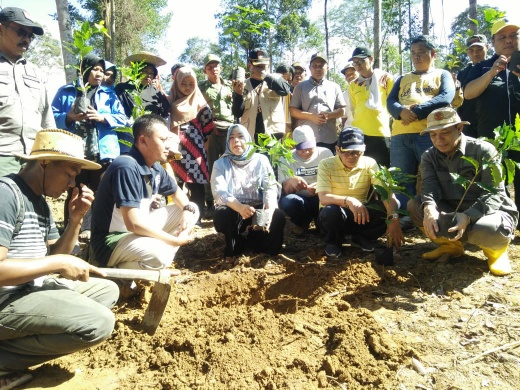 Bupati Lounching Penanaman Kopi di Desa Penyombaan