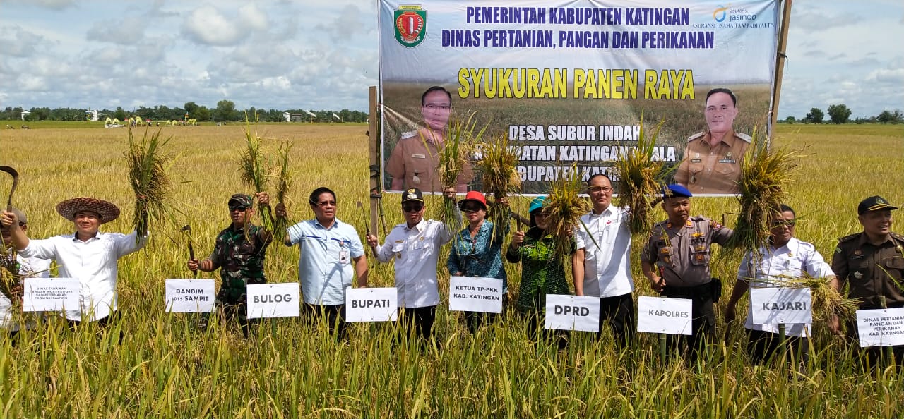 Bupati Katingan Panen Raya Padi di Desa Subur Indah