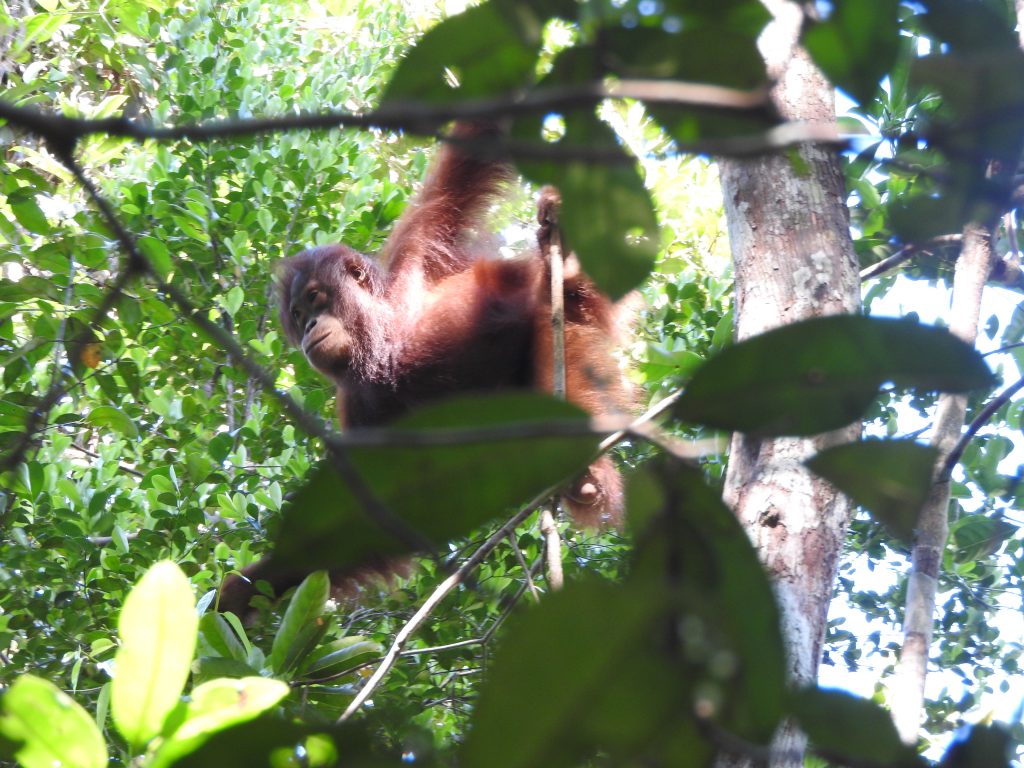 BNF Raih Penghargaan Keeling Curve Prize 2020