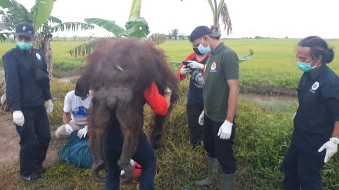 Tim rescue saat mengevakuasi orangutan di Desa Lempuyang Minggu (31/1). 