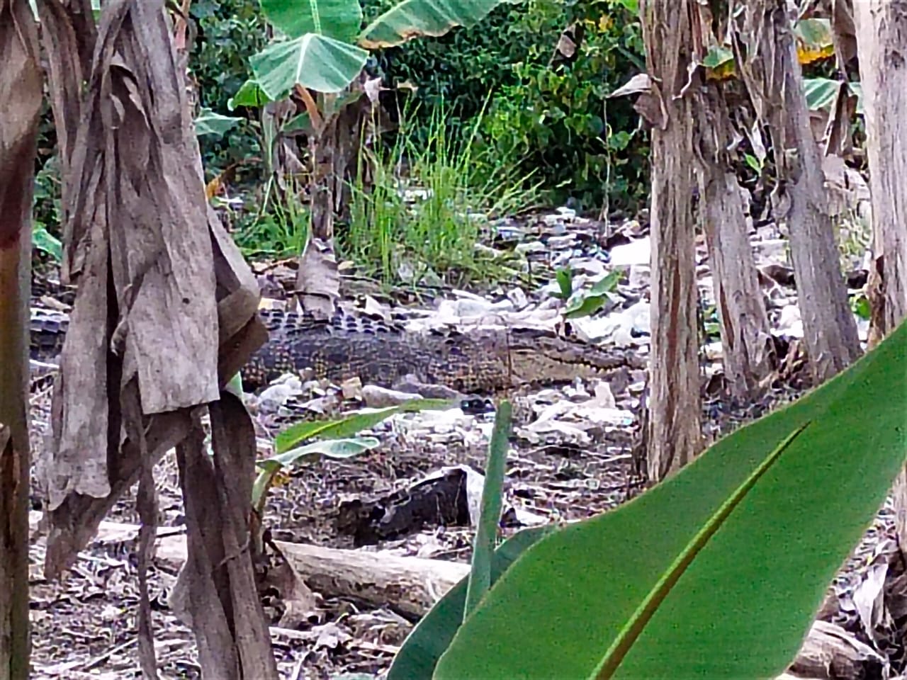 Buaya Panjang 4 Meter Masuk Kebun Warga