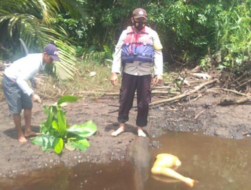Warga Pulpis Dimangsa Buaya Ganas