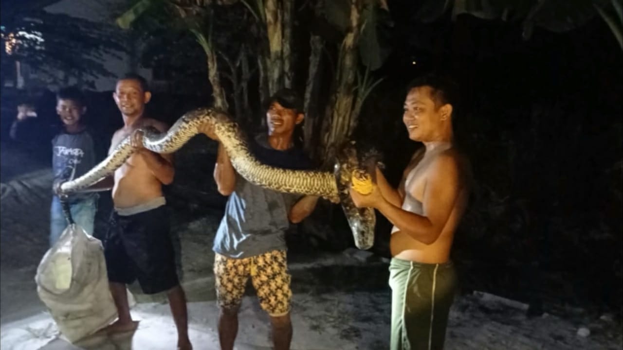 Warga Tangkap Ular Piton Panjang 6 Meter 