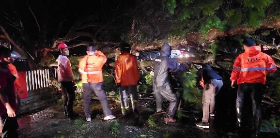 Petugas BPBD Kobar saat mengevakuasi pohon tumbang, Kamis (17/6). 