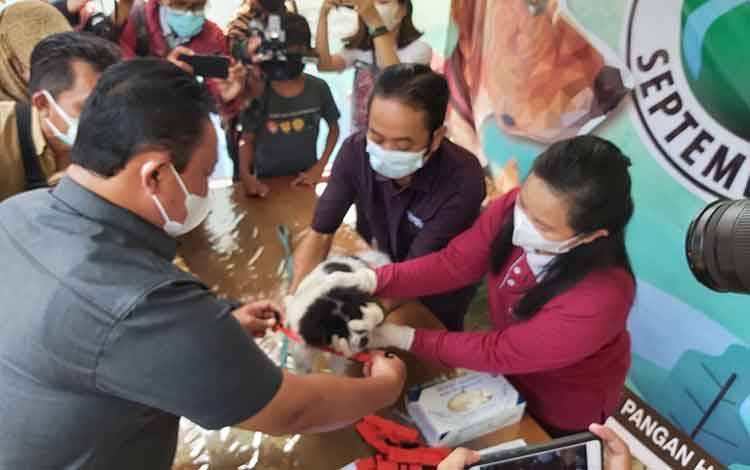 Wagub Kalteng Edy Pratowo saat meninjau pelaksanaan vaksin hewan peliharaan. 