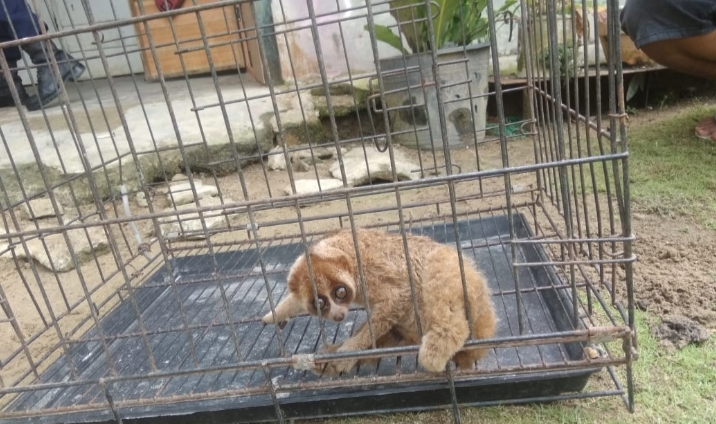 Petugas Damkar Evakuasi Kukang Masuk Rumah Warga