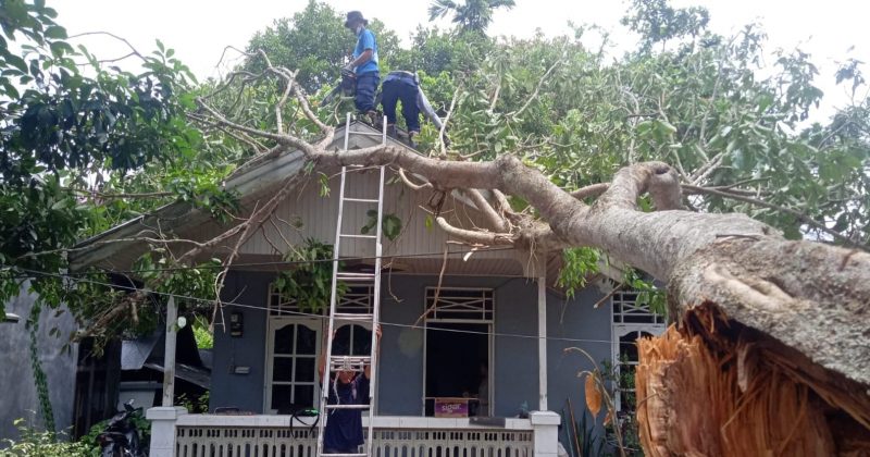 Petugas Damkar Kobar saat menangani pohon tumbang yang menimpa rumah warga, Minggu (20/2). 