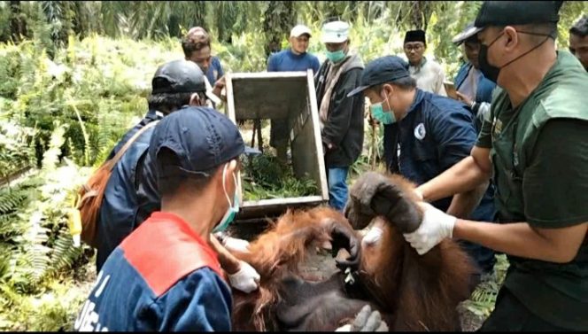 Tim Rescue BKSDA dan OFI Kalteng saat mengevakuasi Orangutan berukuran besar, Sabtu (26/2). 