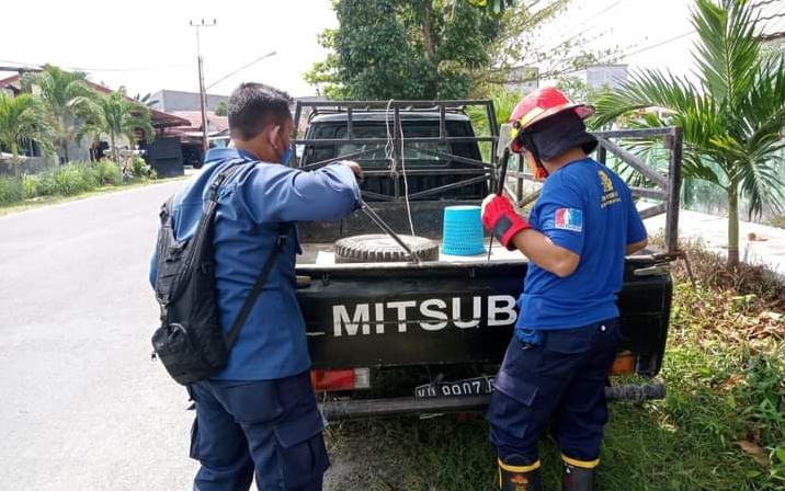 Ngeri! Ular Sanca Bersembunyi di Bak Pikap