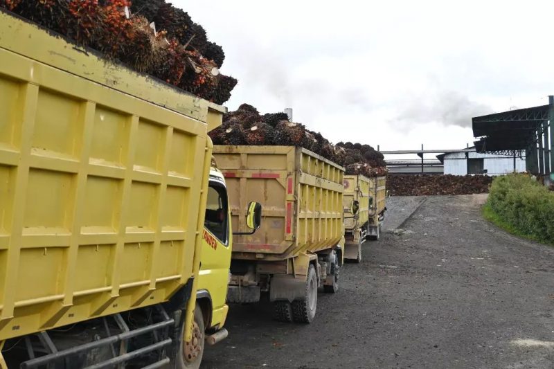 ANTRE - Sejumlah angkutan TBS sawit mengatre di salah satu pabrik pengolahan TBS Sawit yang ada di Desa Kujan, Kecamatan Bulik. (Adzzikra El Varsha)