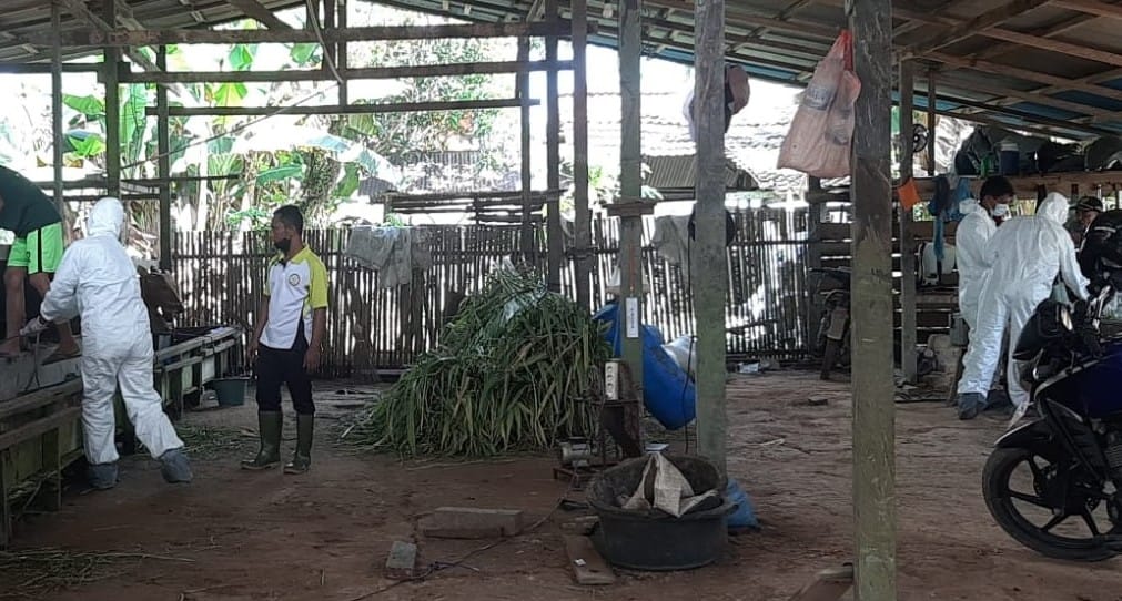 Jelang Idul Adha, Kobar Siaga Wabah PMK 