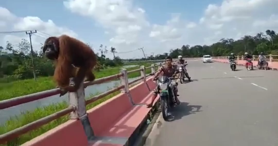 Viral! Orangutan Berjalan di Atas Jembatan