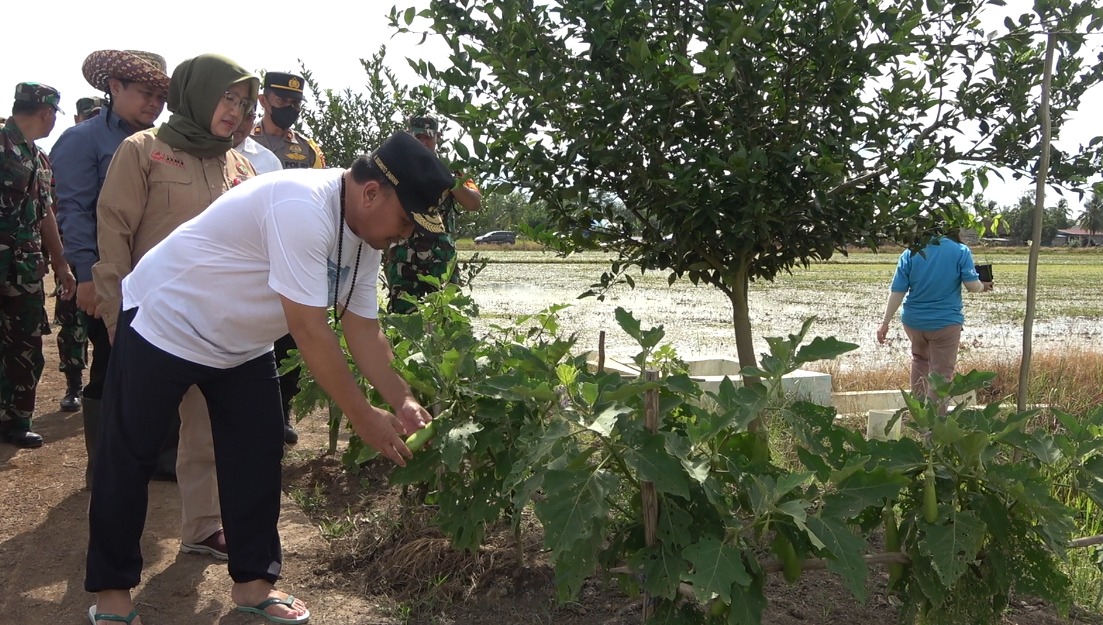 Program Food Estate Berjalan dengan Baik