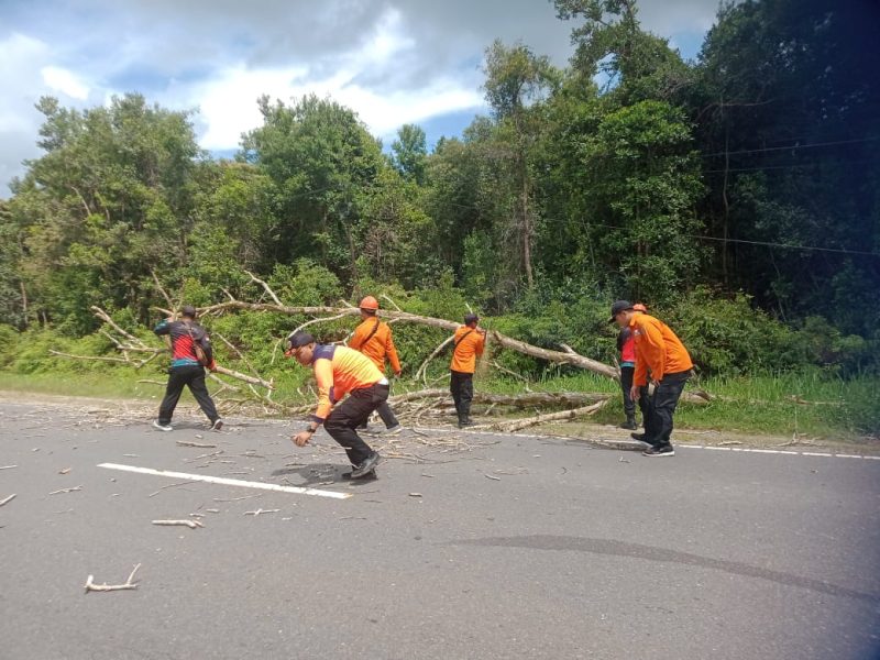 Petugas TRC BPBD Katingan saat menebang pohon tua yang berada di pinggir jalan Hampagen-Kasongan karena rawan tumbang, Senin (19/12). (Foto : Isnaeni/KaltengEkspres.com)