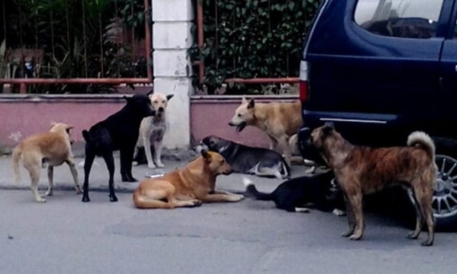 Tampak sejumlah gerombolan anjing bebas berkeliaran di sekitar pemukiman warga. (FOTO : Ist)