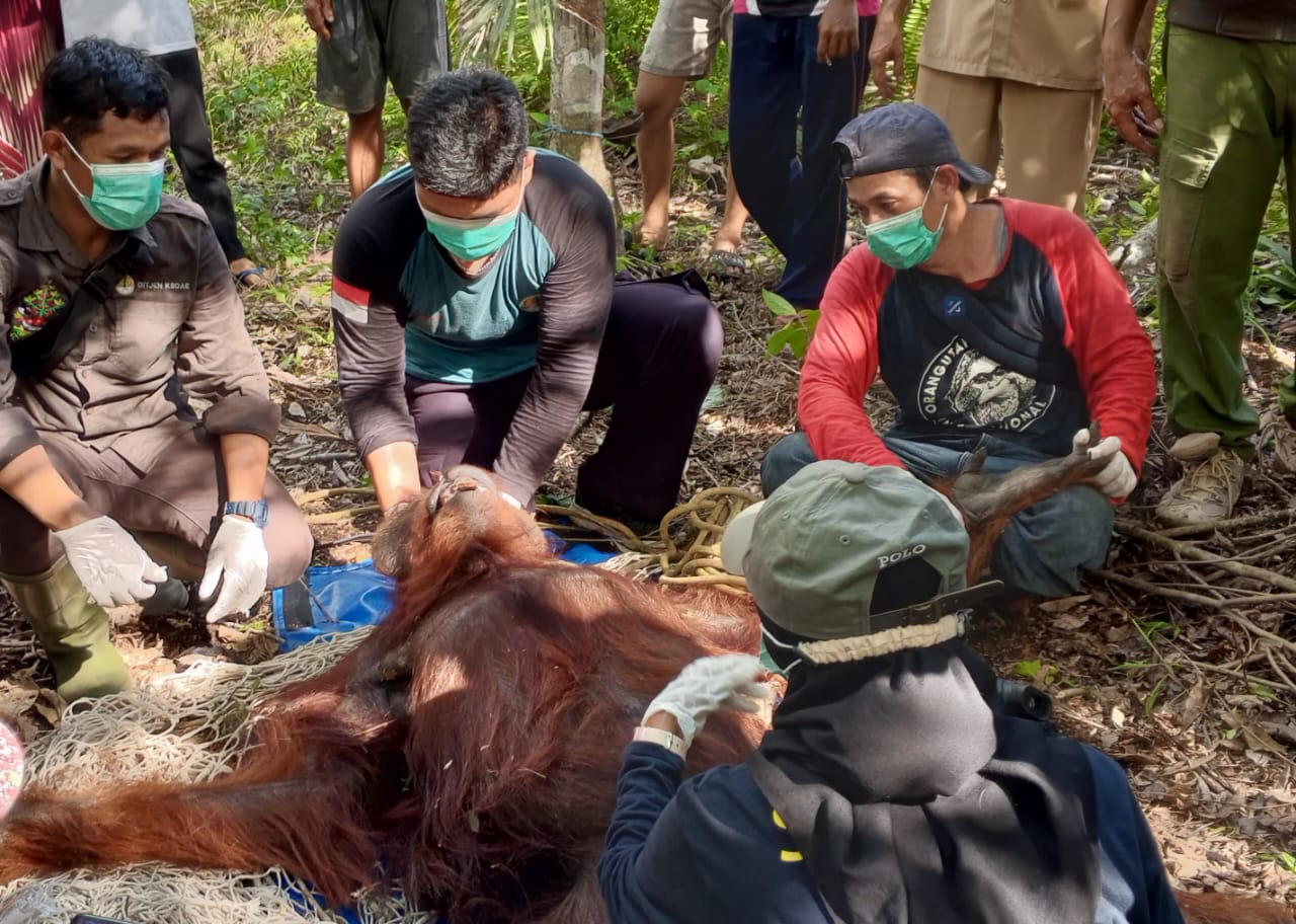 BKSDA Evakuasi Orangutan Berusia 25 Tahun