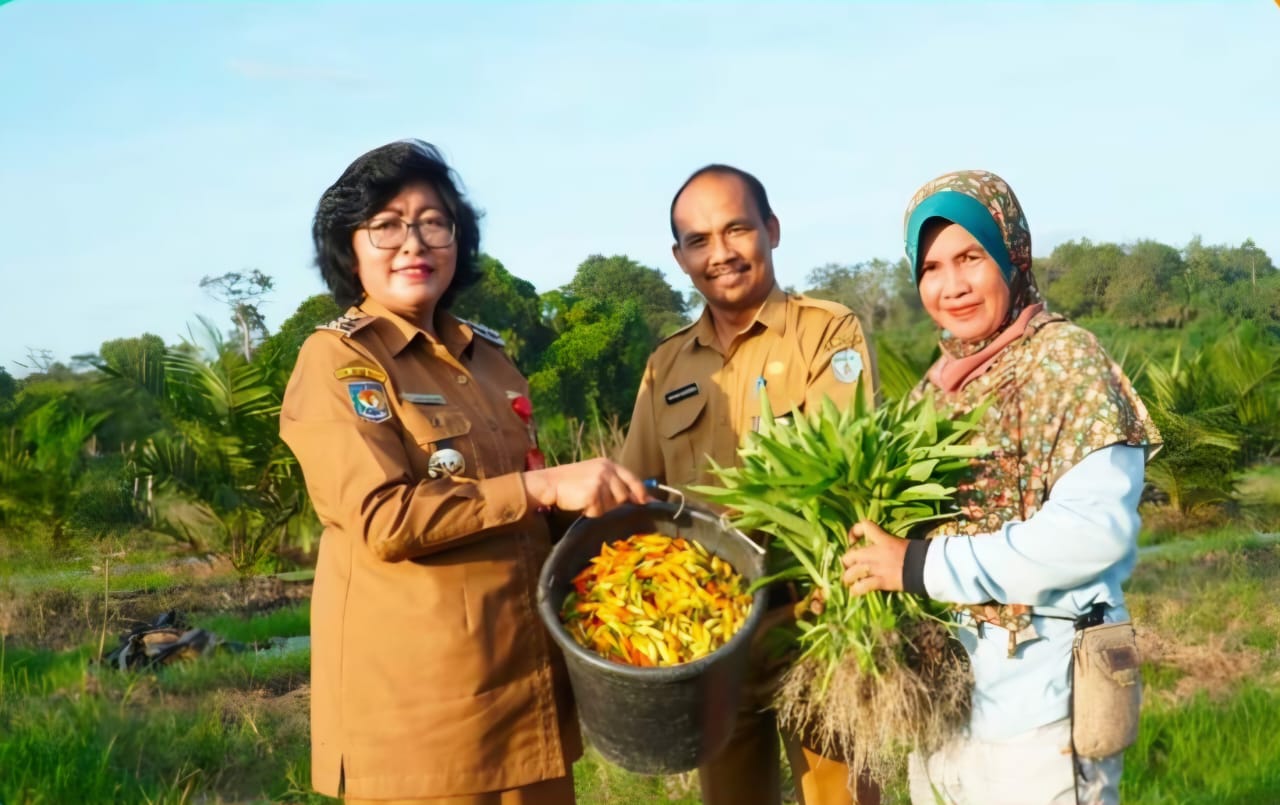 Penjabat Bupati Lamandau Tinjau Petani Cabai Petani Lokal
