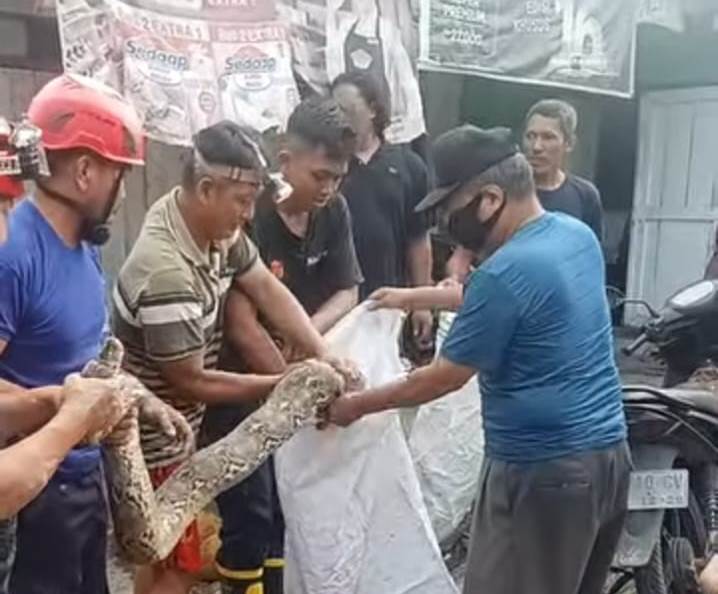 Geger! Ular Phyton Masuk Rumah Warga