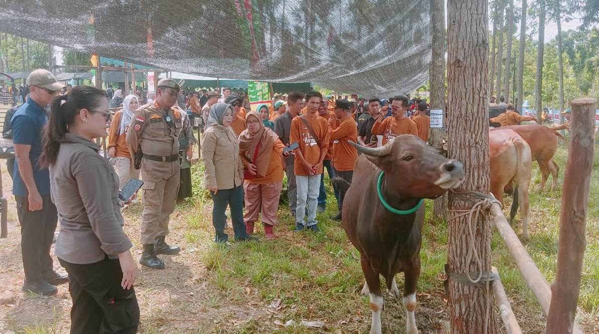 Bupati Kobar Buka Kontes Ternak Sapi 