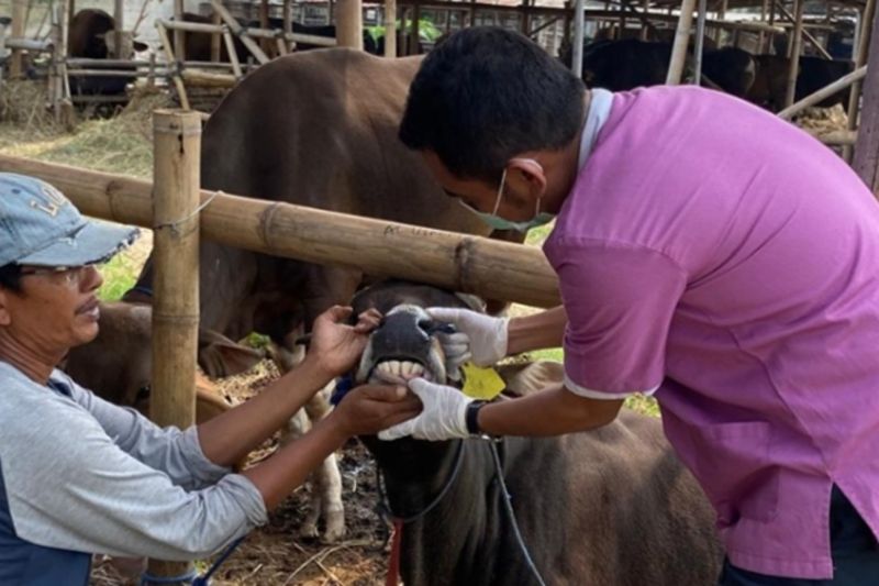 Jelang Idul Adha, Pemkab Kotim Perketat Pengawasan Kesehatan Hewan Kurban 