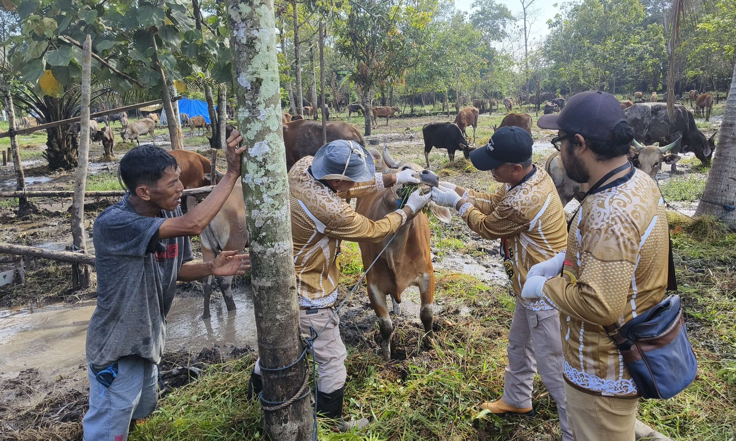 Pemkab Kotim Perketat Pemeriksaan Hewan Kurban