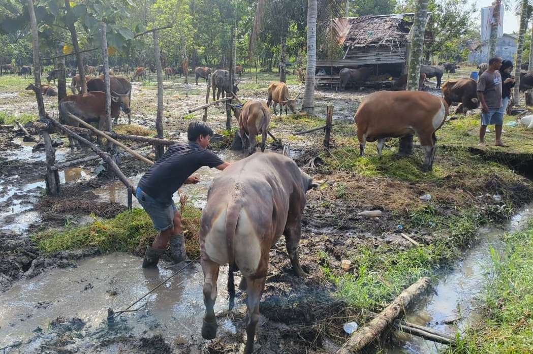 20 Petugas DPKP Kotim Diterjunkan untuk Periksa Kelayakan Hewan Kurban