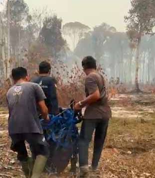 Nyasar Kebun Poktan, BKSDA Evakuasi Induk dan Anak Orangutan