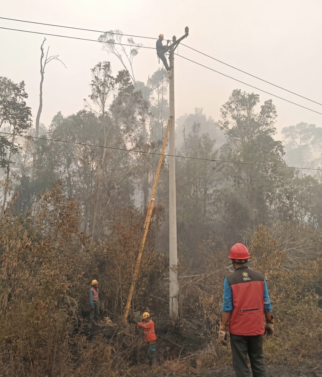 PLN dan Damkar Barsel Kolaborasi Pulihkan Jaringan Listrik Terdampak Karhutla
