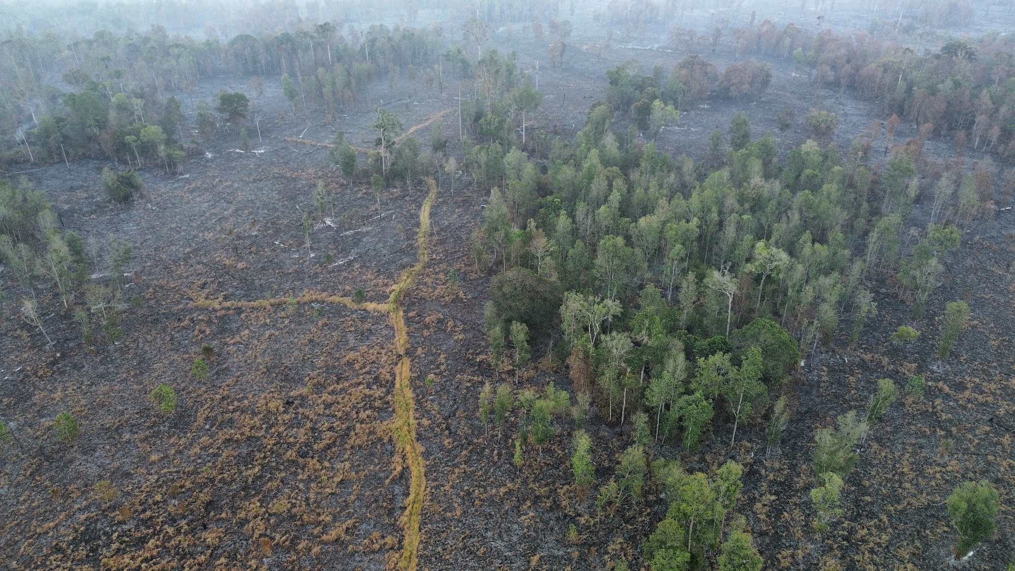 Lahan TNTP Seluas 3.105,47 hektare Terbakar