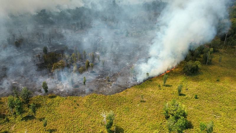 Kebakaran TNTP Terus Meluas, Ancam Keberadaan Habitat Orangutan
