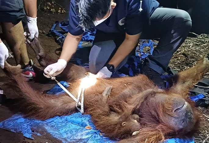 BKSDA Evakuasi Orangutan Terjebak Karhutla